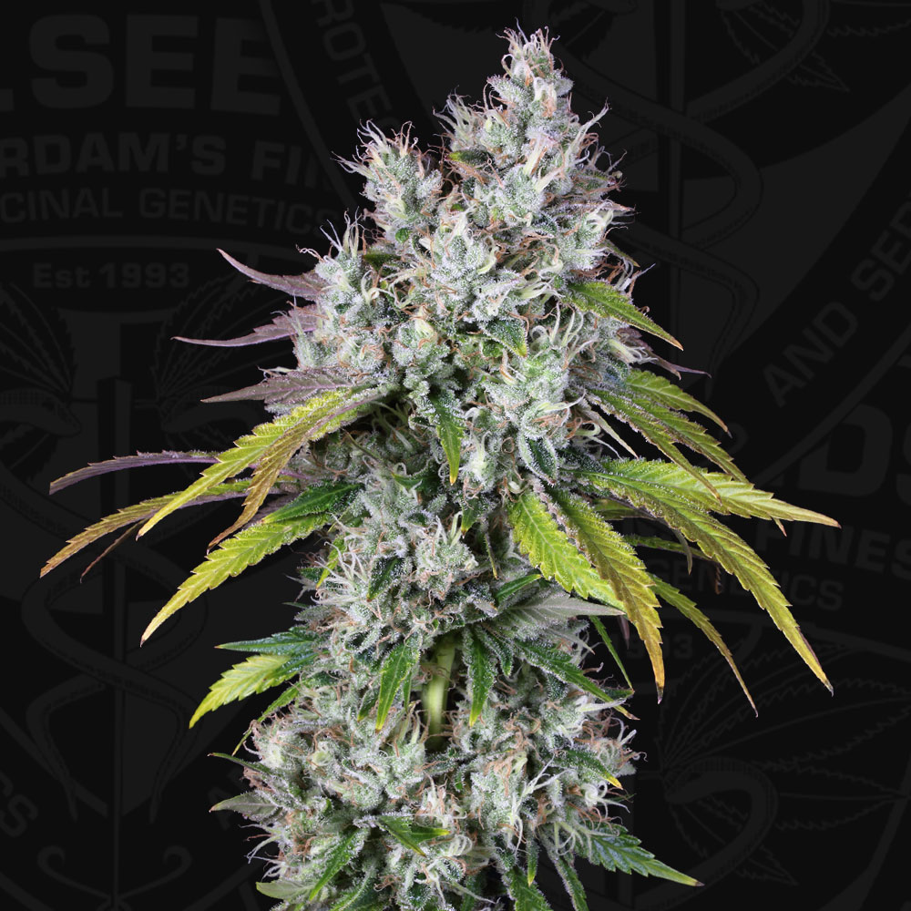 T.H.Seeds™ Cannabis Seeds Underdawg™, rôzne balenie, feminizované 2 ks