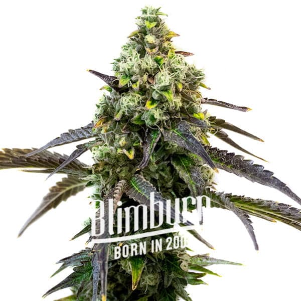 Blimburn Seeds Feminizované semená kanabisu RS11 6 ks