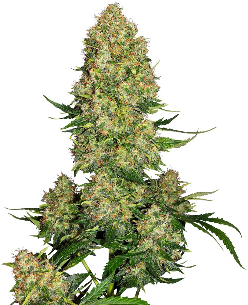 Sensi Seeds Cannabis Seeds Skunk #1 Automatic® Feminized, 3-10 ks 3 ks