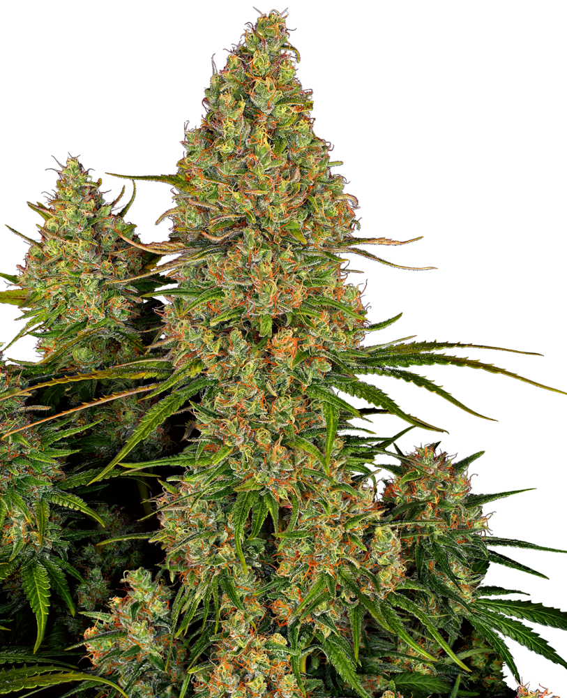 Sensi Seeds Cannabis Seeds Sticky Orange XXL Automatic Feminized, 3-10 ks 10 ks