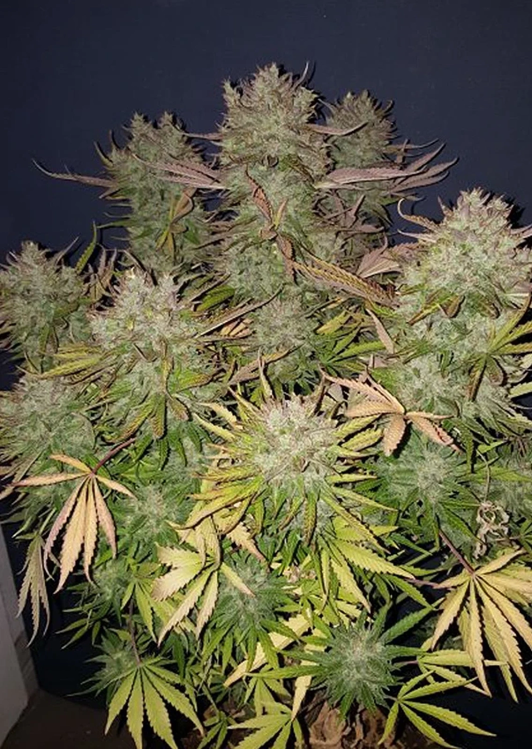 Dutch Passion Cannabiszaden Auto Think Big® Autoflowering