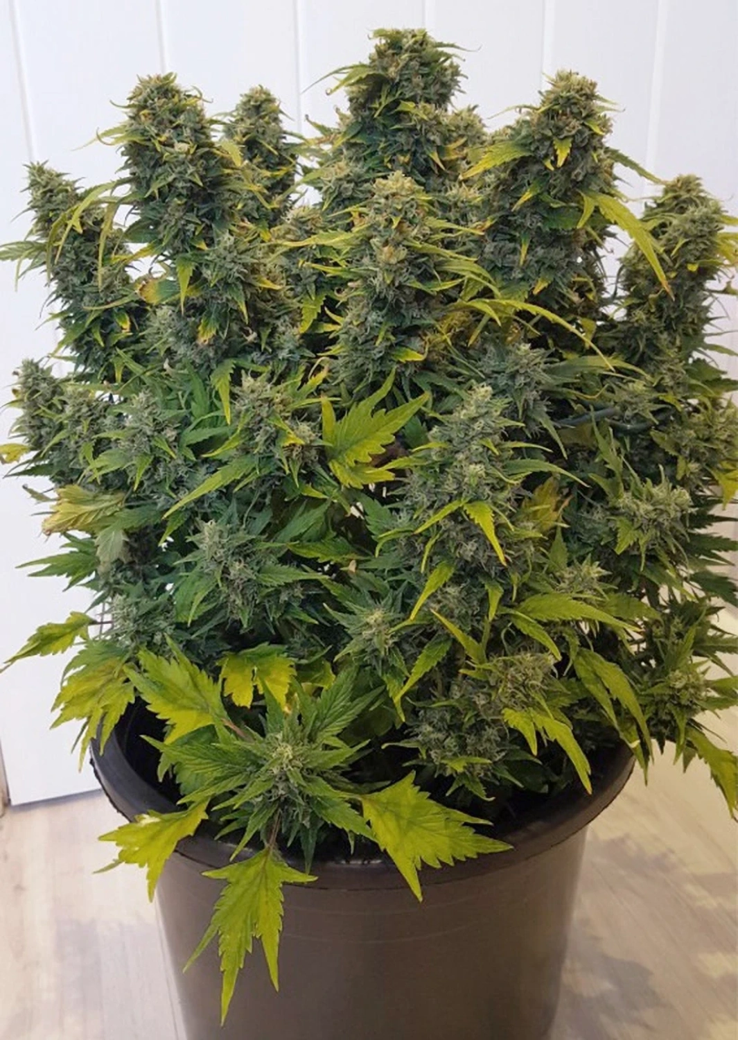 Dutch Passion Cannabiszaden Auto Duck® Autoflowering