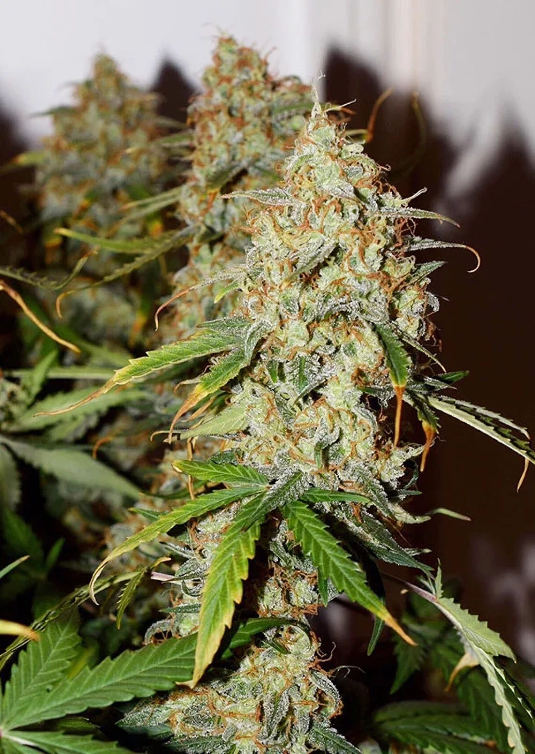 Dutch Passion Cannabiszaden Auto Brooklyn Sunrise® Autoflowering