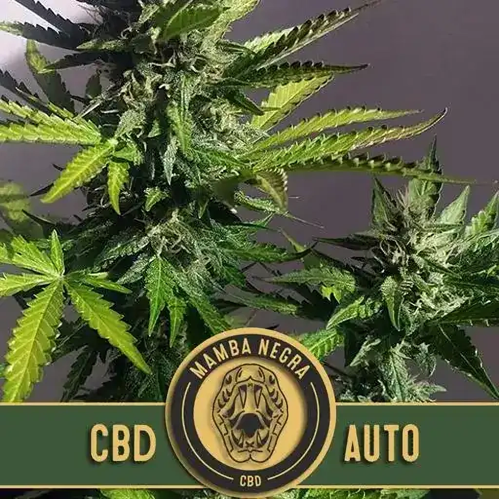 Blimburn Seeds Semená kanabisu Mamba Negra CBD Auto 6 ks