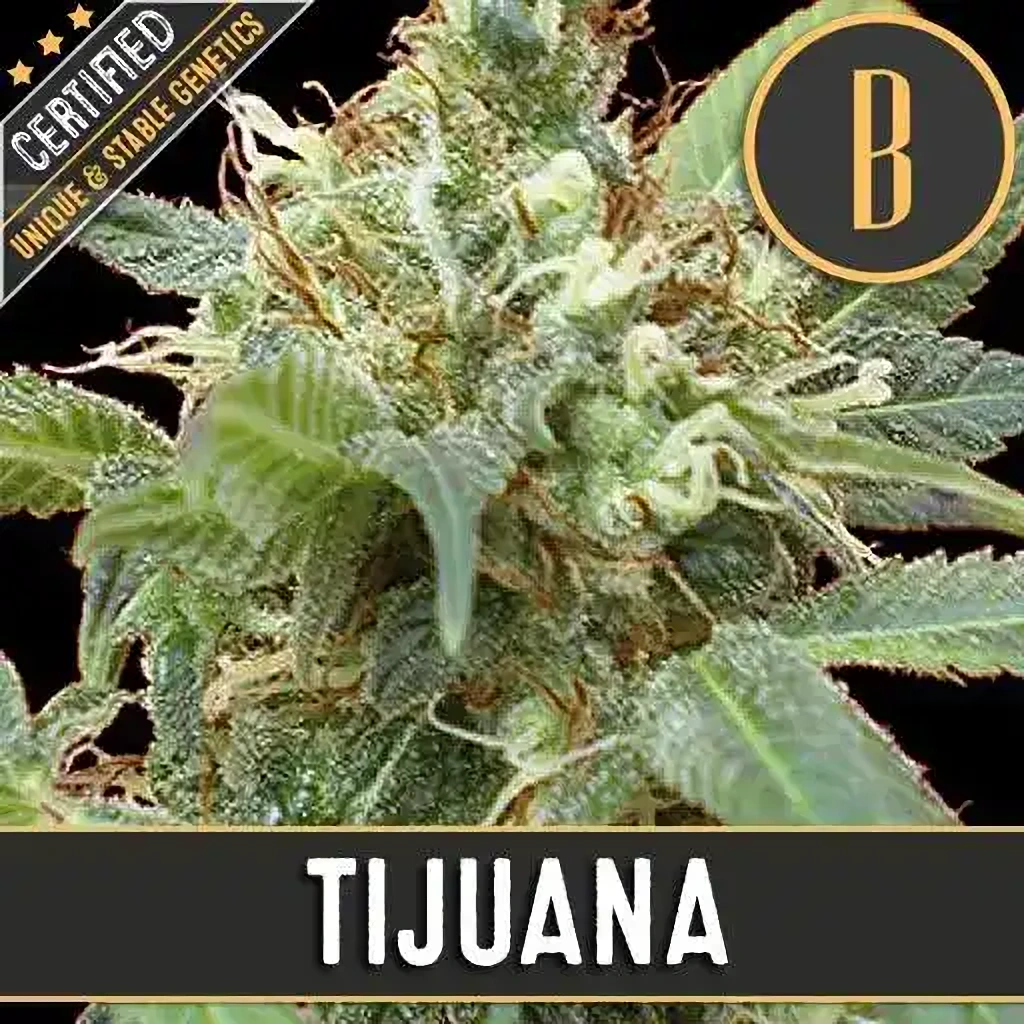 Blimburn Seeds Feminizované semená kanabisu Tijuana 6 ks