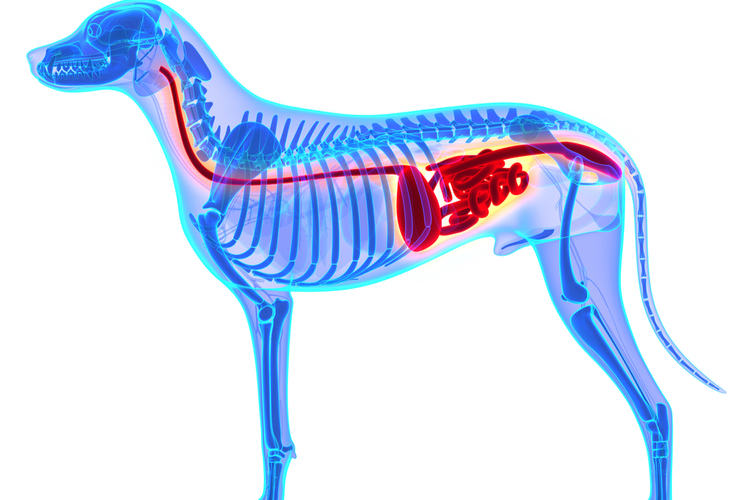 Full-body X-ray of a dog