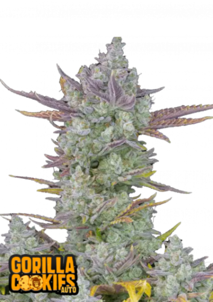 Fast Buds Cannabis Seeds Gorilla Cookies Auto 5 ks