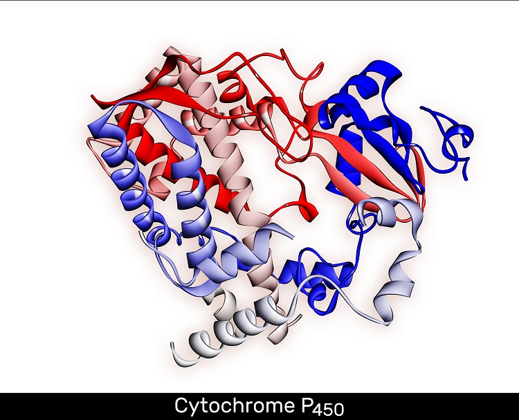 The molecular structure of cytochrome P450, the proteins by which the body processes HHC