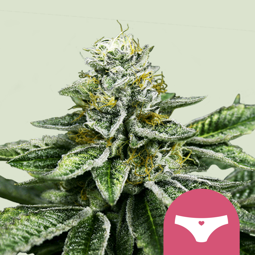 Royal Queen Seeds Cannabis Seeds Sherbet Queen Feminizované 3 ks