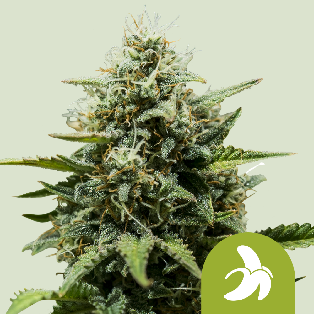 Royal Queen Seeds Cannabis Seeds Fat Banana Auto 3 ks