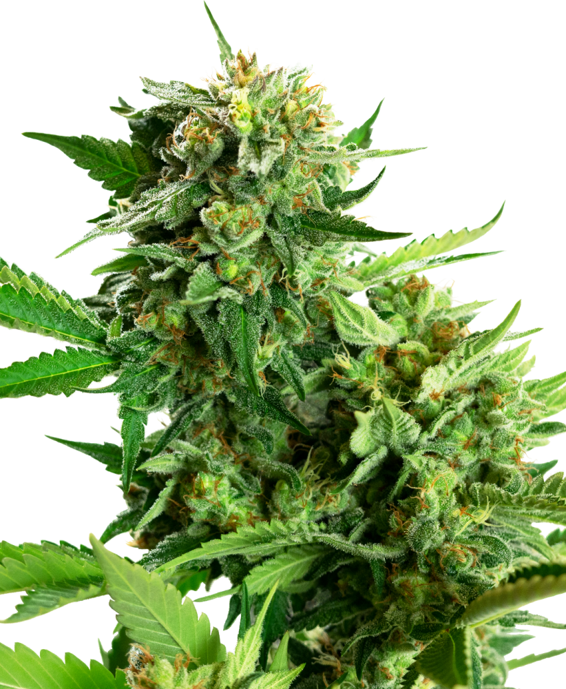 Sensi Seeds Cannabis Seeds Blackberry Cake Feminized, 3-10 ks 5 ks