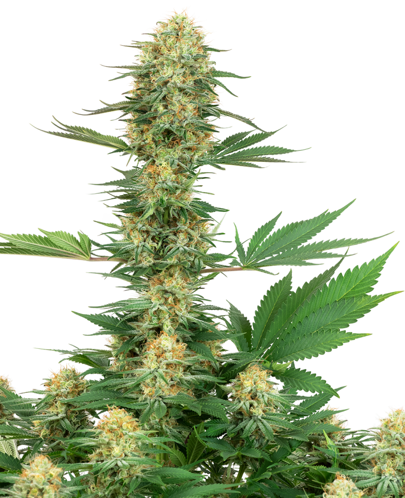 Sensi Seeds Gelato z kanabisových semien #420 Feminized by White Label, 3-10 ks 10 ks