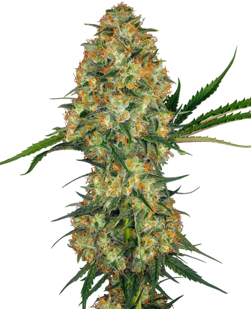 Sensi Seeds Cannabiszaden Hindu Kush® Gefeminiseerd, 3-10 stuks
