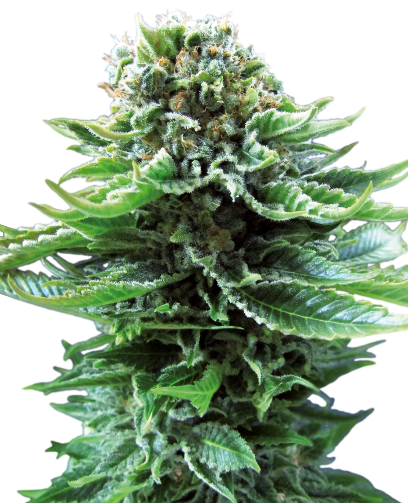 Sensi Seeds Cannabis Seeds Northern Lights Automatic® Feminized, 3-10 ks 5 ks