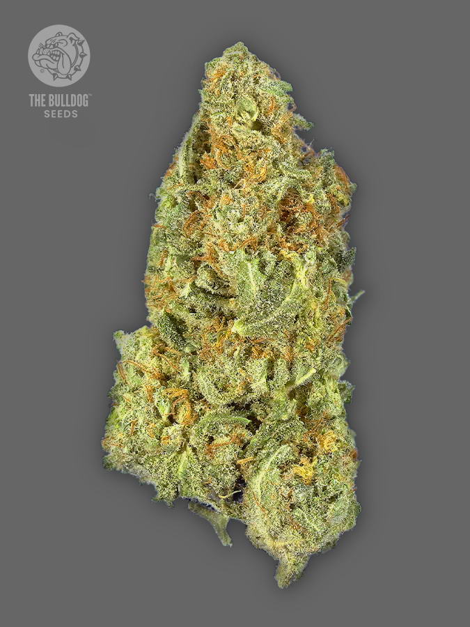 The Bulldog Seeds TB Gorilla Auto, 3 a 5 ks 3 ks