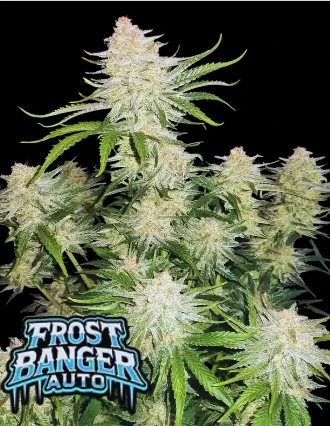 Fast Buds Cannabis Seeds Frostbanger Auto 1 ks