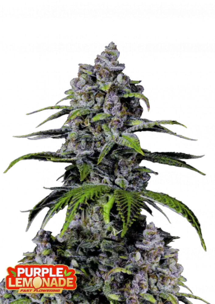 Fast Buds Cannabis Seeds Purple Lemonade FF 1 ks