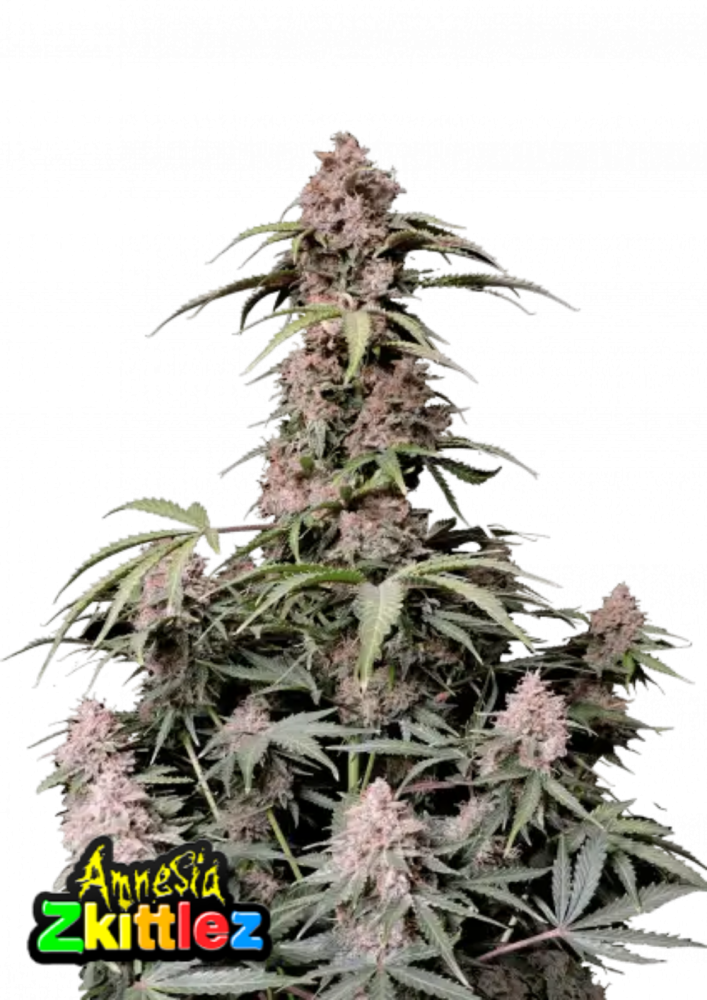 Fast Buds Cannabis Seeds Amnesia Zkittlez Auto 5 ks