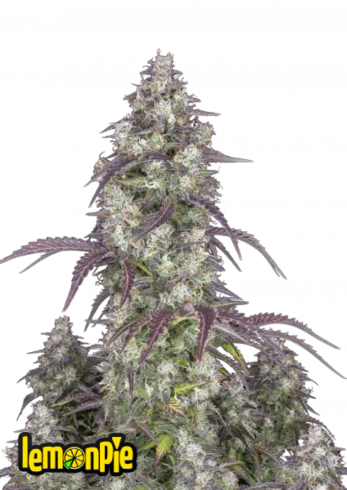 Fast Buds Cannabis Seeds Lemon Pie Auto 5 ks