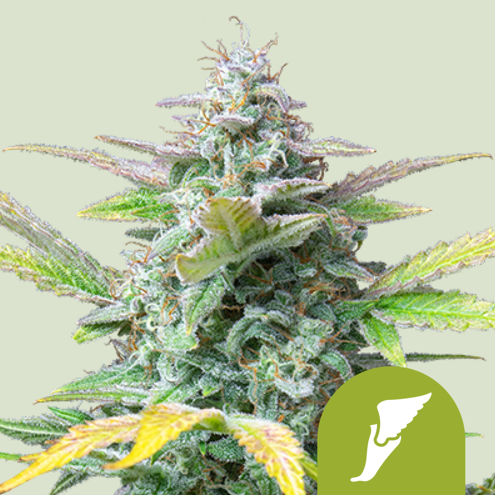 Royal Queen Seeds Cannabis Seeds Quick One Auto 1 ks