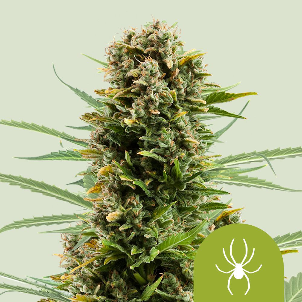 Royal Queen Seeds Cannabis Seeds White Widow Auto 3 ks