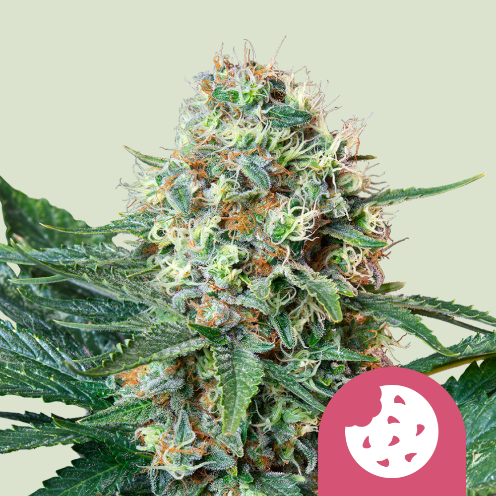Royal Queen Seeds Cannabis Seeds Royal Cookies Feminized 1 ks