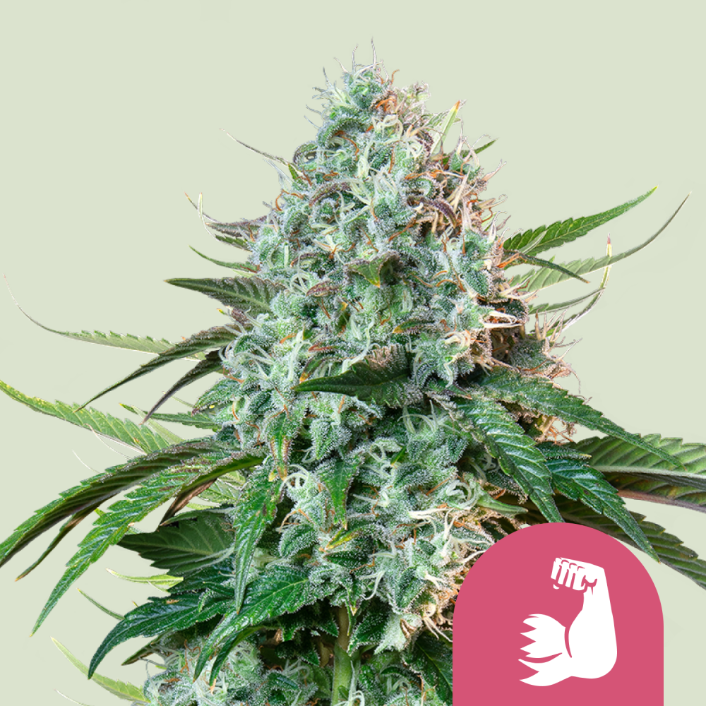 Royal Queen Seeds Cannabis Seeds HulkBerry Feminizované 3 ks