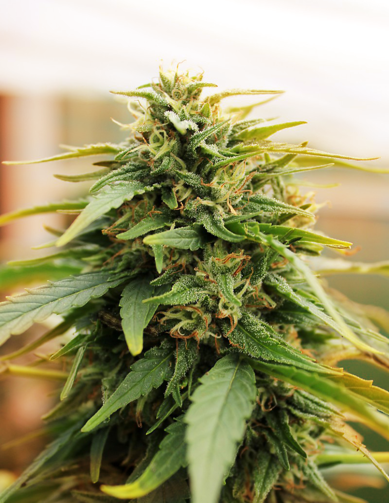 Doctor´s Choice Seeds Deepforest Super Auto 5 ks