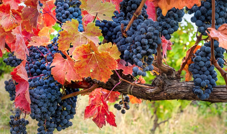 Autumn vines with leaves that have turned red due to interruption of chlorophyll production