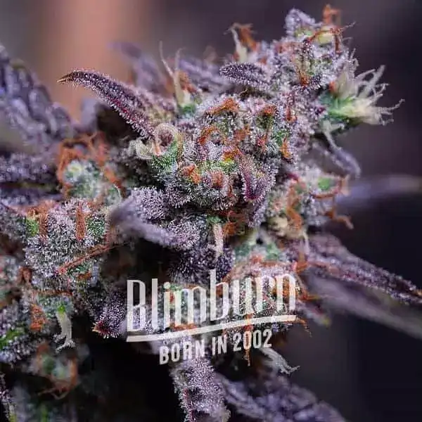 Blimburn Seeds Cannabis Seeds Blackberry Moonstones Auto 9 ks