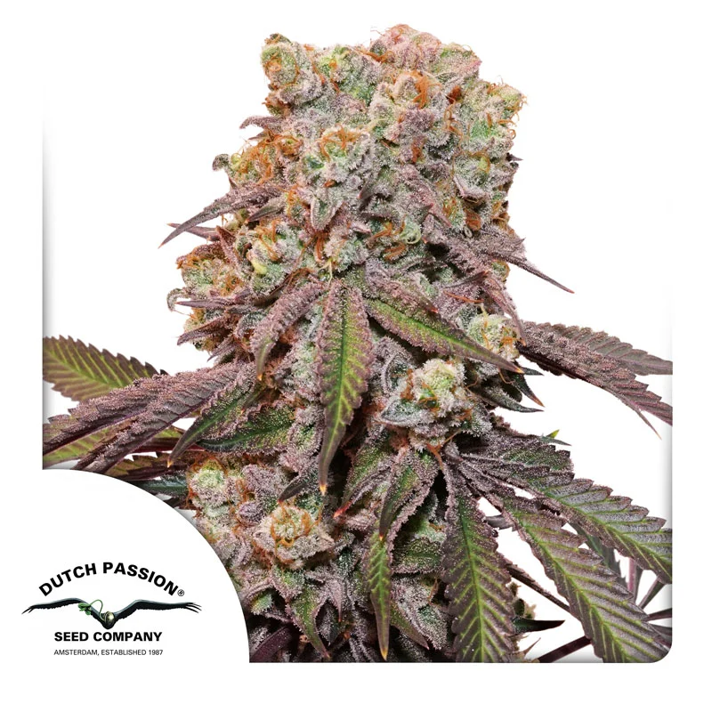 Dutch Passion Cannabiszaden Auto Candy Bubatz XL® Autoflowering
