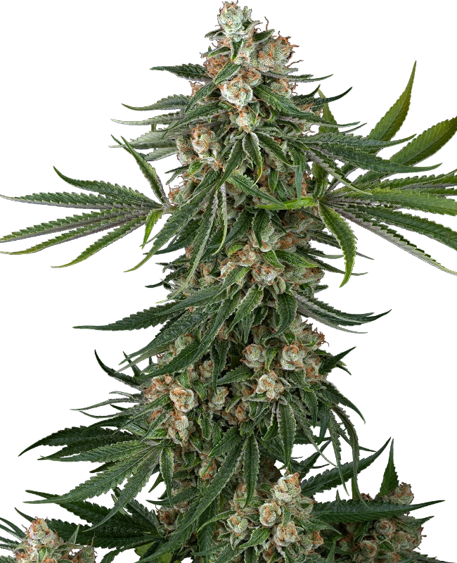 Sensi Seeds Cannabis Seeds Fallout OG Feminized 10+4 ks