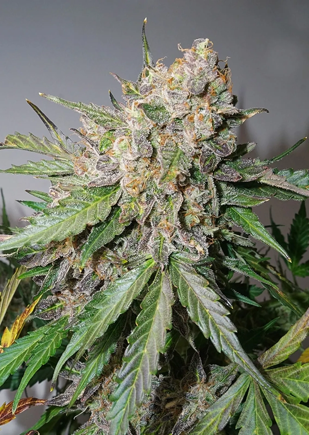 Dutch Passion Cannabis Seeds Auto Gluebery OG® Autoflowering 3 ks
