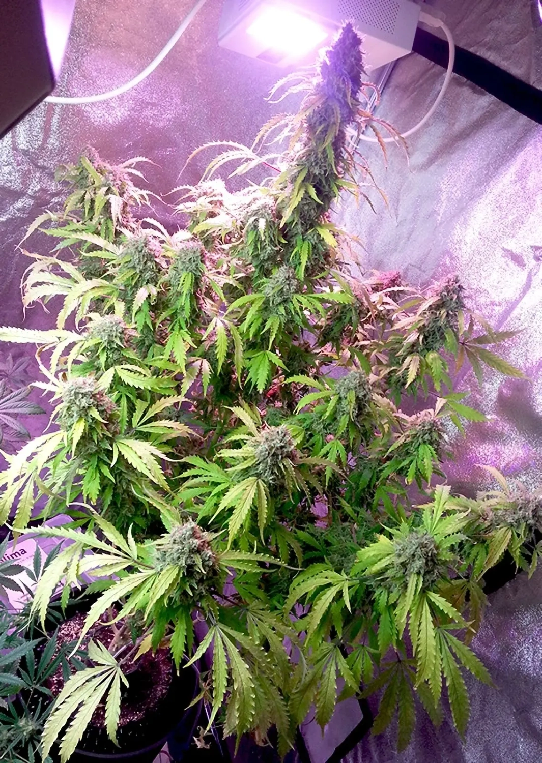 Dutch Passion Cannabiszaden Auto Daiquiri Lime® Autoflowering