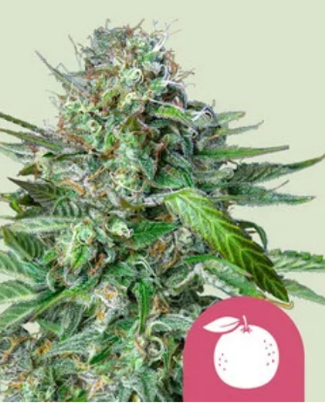 Royal Queen Seeds Feminizované semená kanabisu Tangie 1 ks