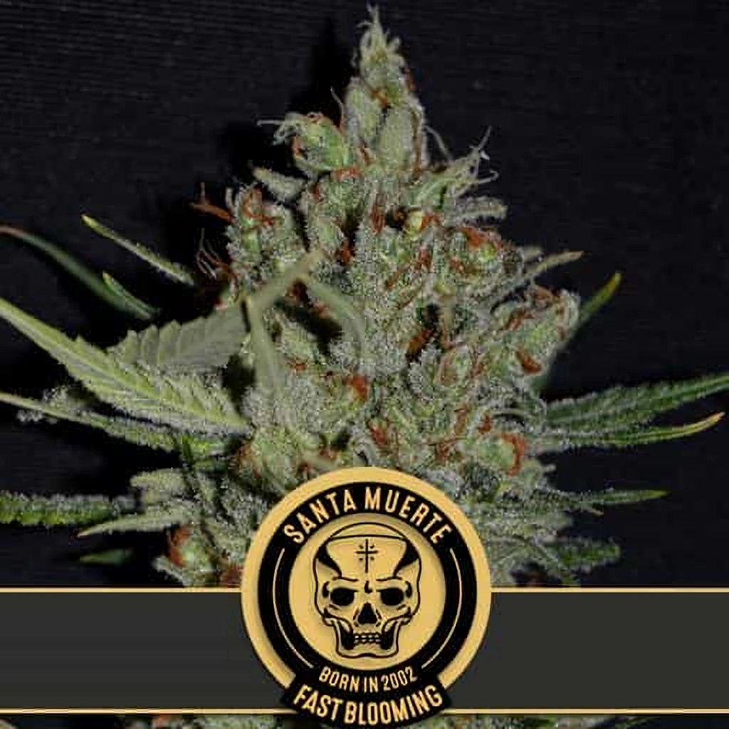 Blimburn Seeds Semená kanabisu Santa Muerte rýchlo kvitnúce feminizované 6 ks
