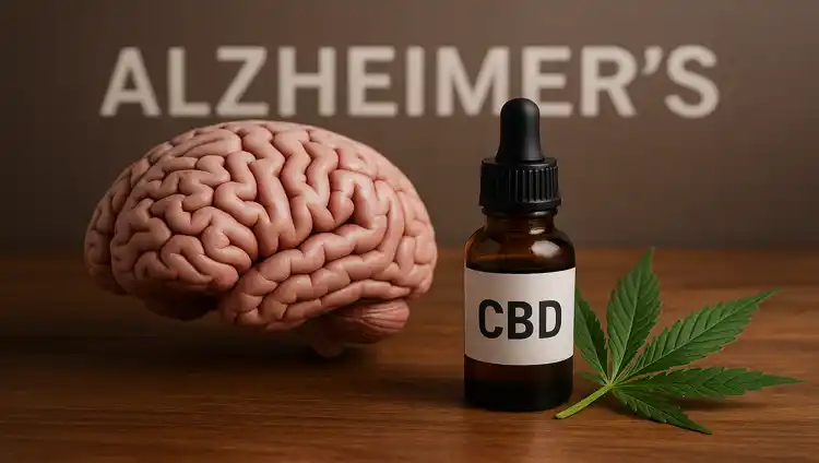 CBD oil and a model of the human brain as a symbol of the neuroprotective effects of CBD in Alzheimer's disease.