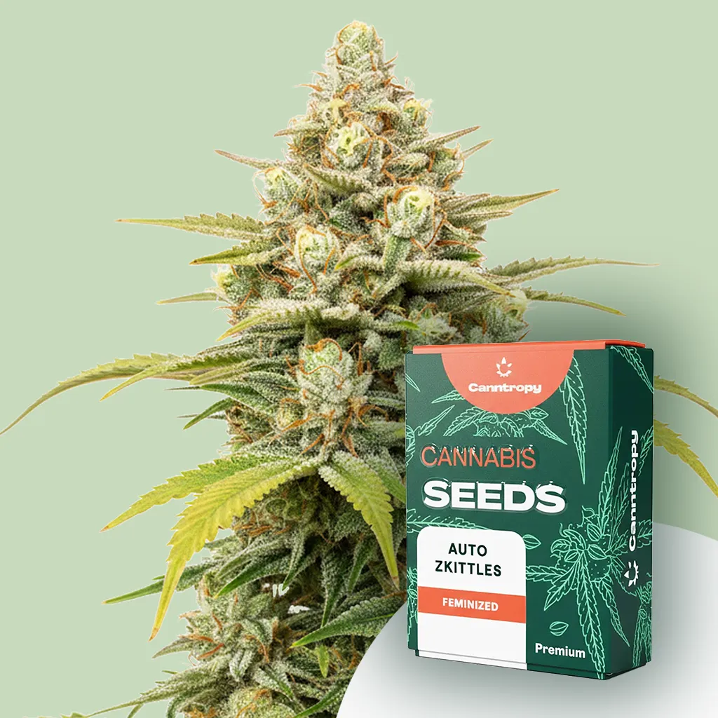 Canntropy Seeds Auto Zkittles (samokvitnúce) 10 ks