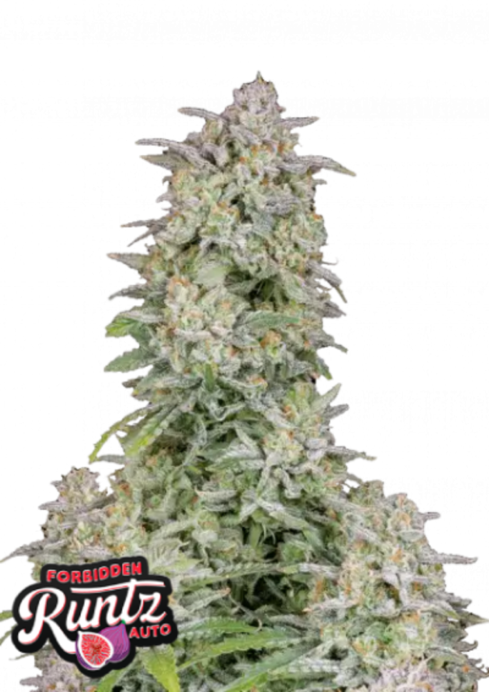 Fast Buds Cannabis Seeds Forbidden Runtz Auto 5 ks