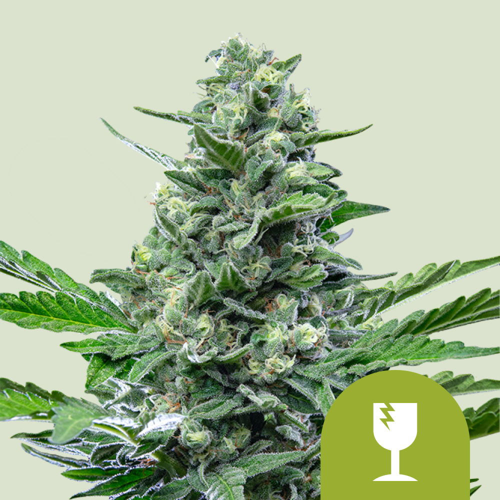 Royal Queen Seeds Cannabis Seeds Royal Critical Auto 1 ks