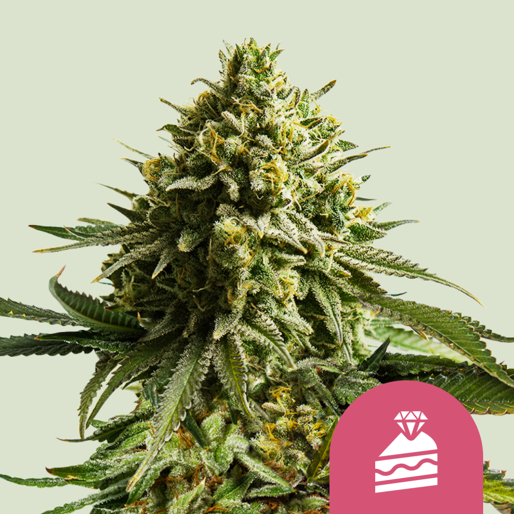 Royal Queen Seeds Cannabis Seeds Wedding Cake Feminized 3 ks