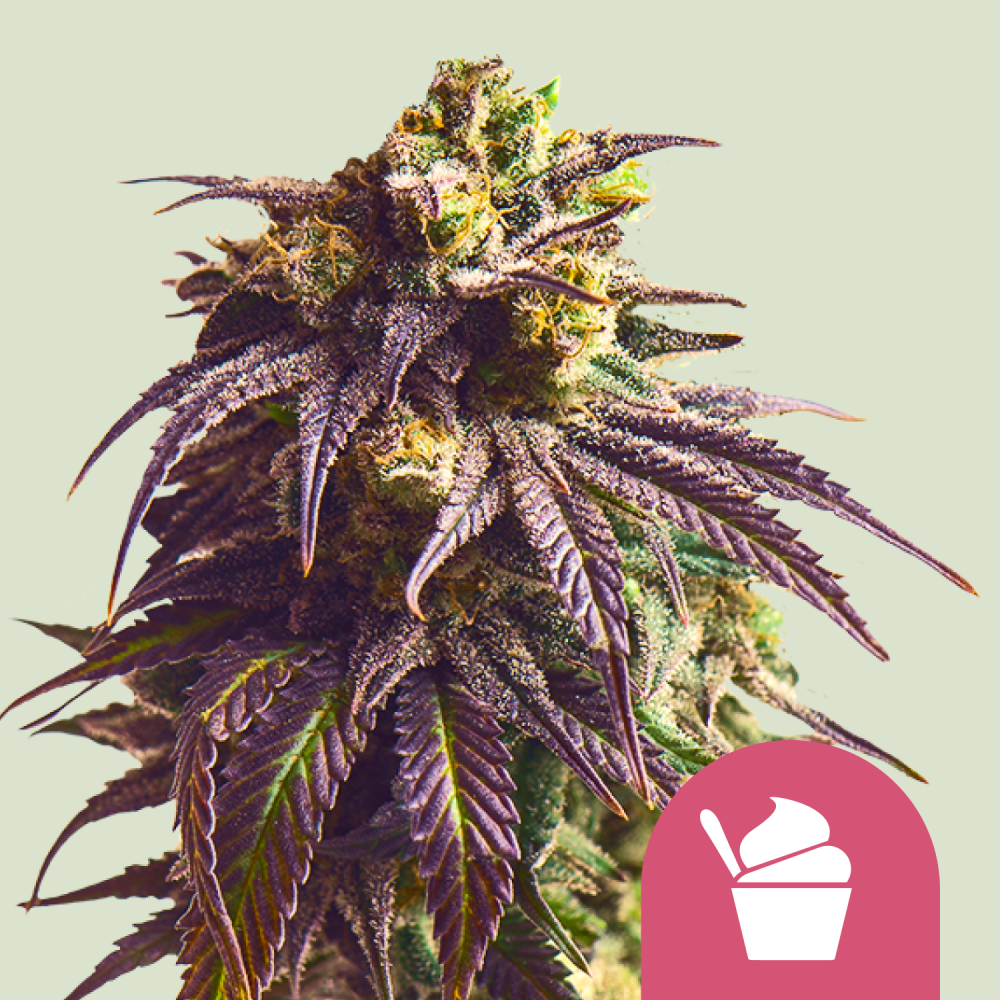 Royal Queen Seeds Semená Kanabisu Sundae Driver Feminizované 5 ks