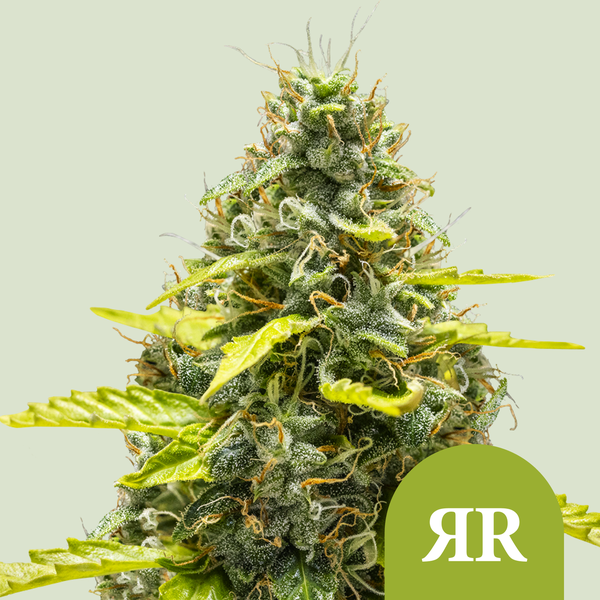 Royal Queen Seeds Cannabis Seeds Royal Runtz Auto 3 ks