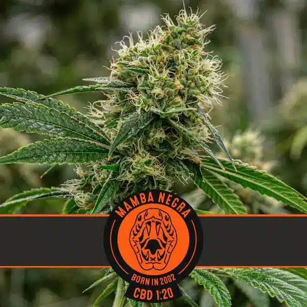 Blimburn Seeds Feminizované semená kanabisu Mamba Negra CBD 6 ks