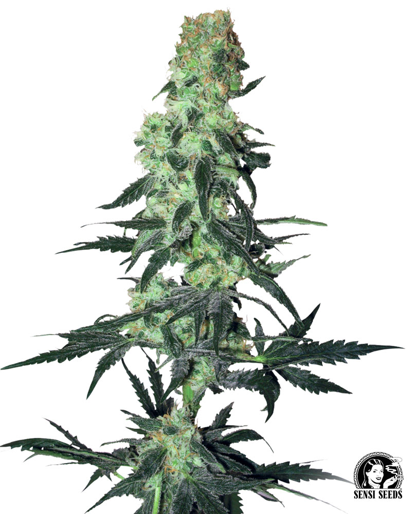 Sensi Seeds Cannabis Seeds Amnesia White Regular od White Label, 10 ks