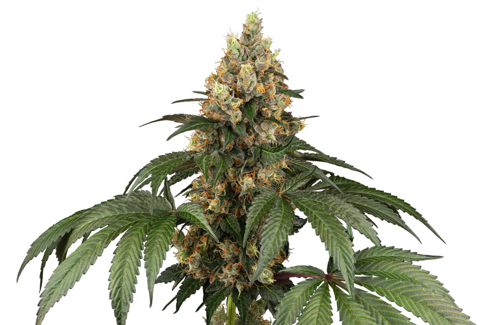 Sensi Seeds Cannabiszaden Chocolate Rainbow XXL® Gefeminiseerd, 3-10 stuks