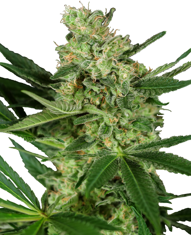 Sensi Seeds Cannabis Seeds Pumpkin Spice Feminized, 3-10 ks 3 ks