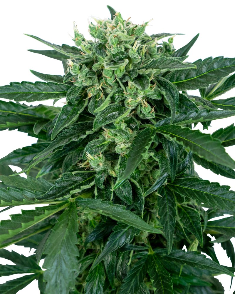 Sensi Seeds Cannabis Seeds Sensi Amnesia Automatic Feminized, 3-10 ks 10 ks