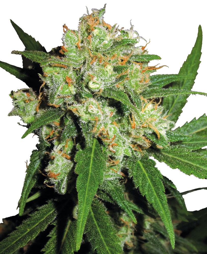 Sensi Seeds Cannabis Sensi Skunk® Regular, 10 ks