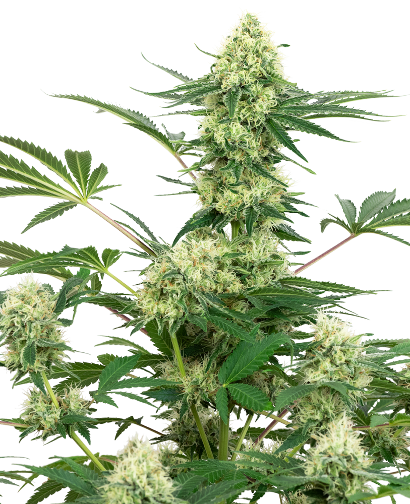 Sensi Seeds Svadobný tvarohový koláč s kanabisovými semienkami Feminized by White Label, 3-10 ks 10 ks